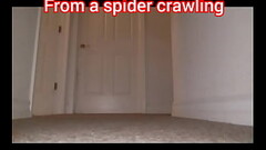 From spider crawling to human walking Thumb